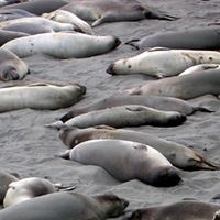 Dolfijnjagers en zeehondje-knuppelaars