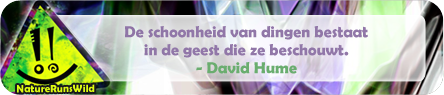 De schoonheid van dingen bestaat in de geest die ze beschouwt. - David Hume