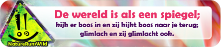 Als een spiegel