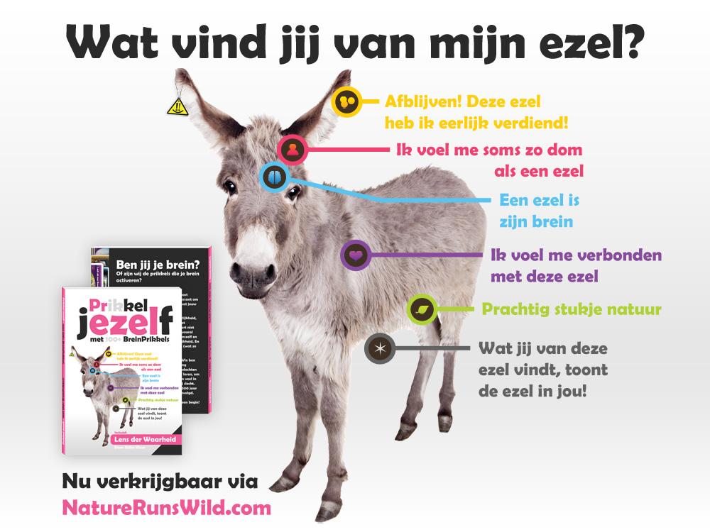 Wat vind jij van mijn ezel?