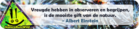 De mooiste gift van de natuur volgens Albert Einstein.