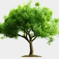 Just a tree on white background
